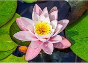 Magic Lotus - Diamond Embroidery Kit