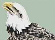Bald Eagle 3 - Cross Stitch Pattern