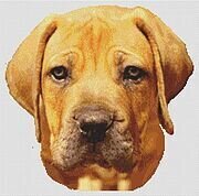 Boerboel - Cross Stitch Pattern